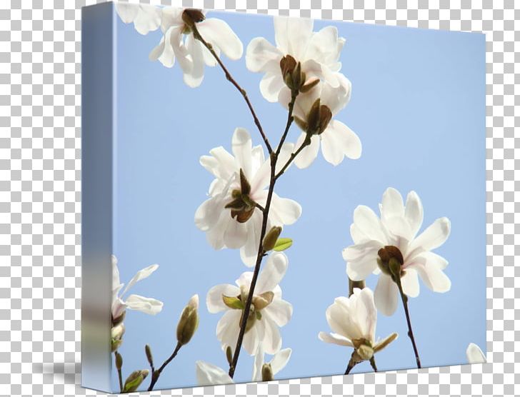 Flower Petal Pollinator ST.AU.150 MIN.V.UNC.NR AD Greeting & Note Cards PNG, Clipart, Baby Shower, Blossom, Branch, Cherry Blossom, Computer Free PNG Download