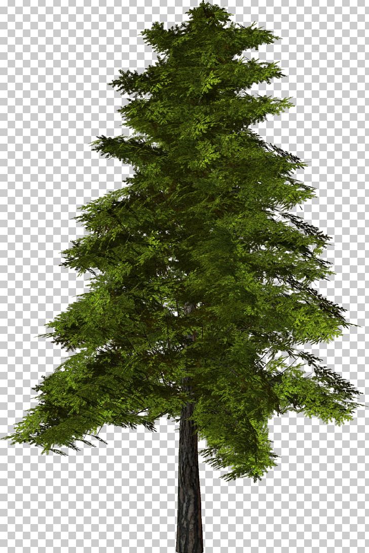 Tree Pine PNG, Clipart, Biome, Branch, Christmas Tree, Computer Graphics, Conifer Free PNG Download