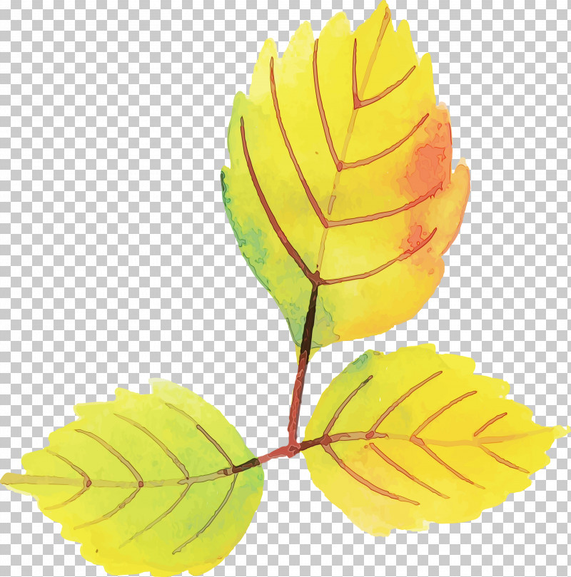 Yellow Petal Fruit PNG, Clipart, Autumn Leaf, Colorful Leaf, Fruit, Paint, Petal Free PNG Download