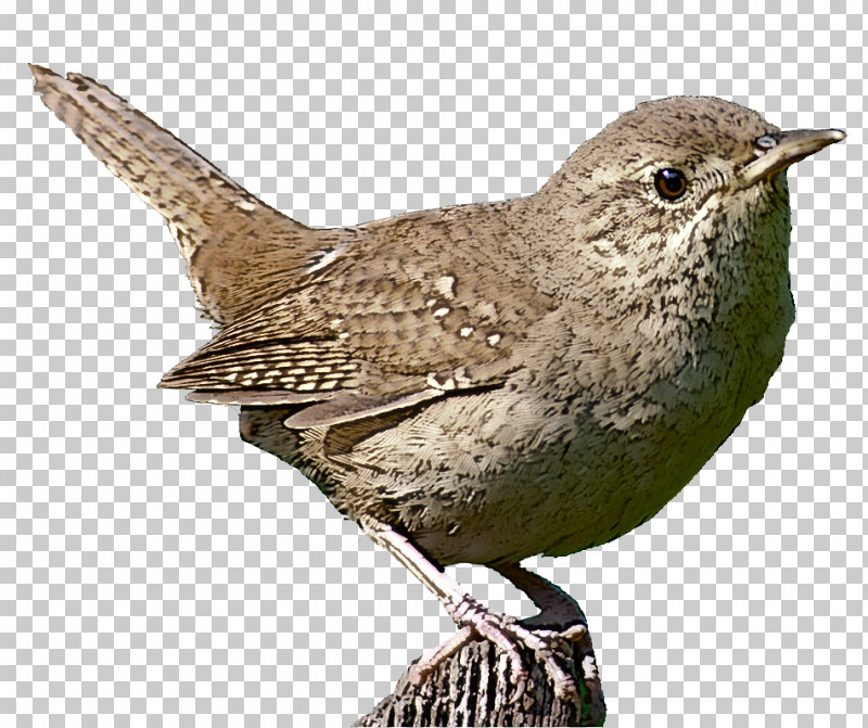 Bird House Wren Wren Beak Bewick S Wren PNG, Clipart, Beak, Bewick S Wren, Bird, Brown Thrasher, House Wren Free PNG Download