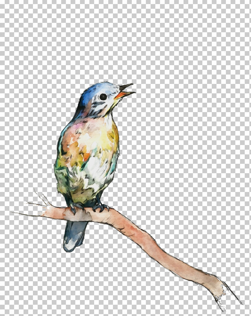 Hummingbird PNG, Clipart, Beak, Bird, Coraciiformes, Drawing, Hummingbird Free PNG Download