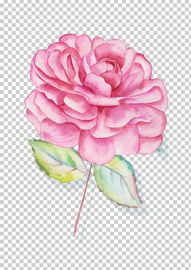 Centifolia Roses Garden Roses Floral Design Pink Cut Flowers PNG, Clipart, Artificial Flower, Blume, Botany, Centifolia Roses, Floristry Free PNG Download