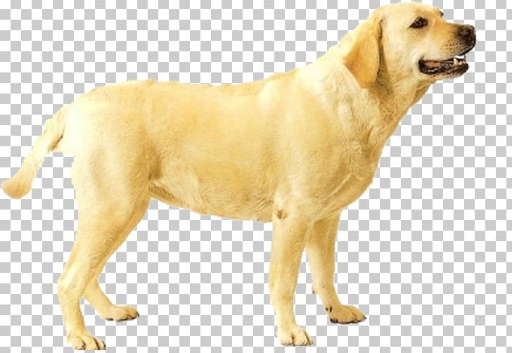 Golden Retriever Labrador Retriever Ancient Dog Breeds Companion Dog PNG, Clipart, Animals, Breed, Bumper Sticker, Car, Carnivoran Free PNG Download