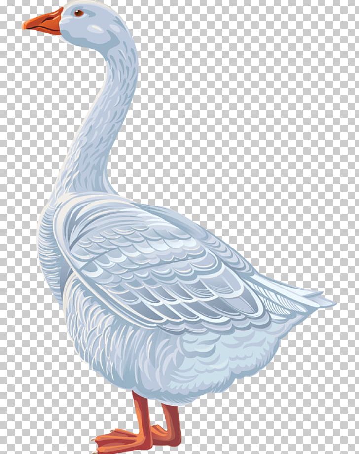 Goose Duck Cygnini Anatidae PNG, Clipart, Anatidae, Animal, Animals, Beak, Bird Free PNG Download