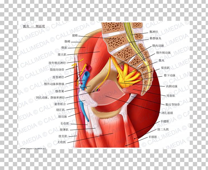 Sacral Plexus Nerve Plexus Lumbar Plexus Anatomy Pudendal Nerve PNG, Clipart, Abdomen, Anatomy, Arm, Blood Vessel, Dia Free PNG Download