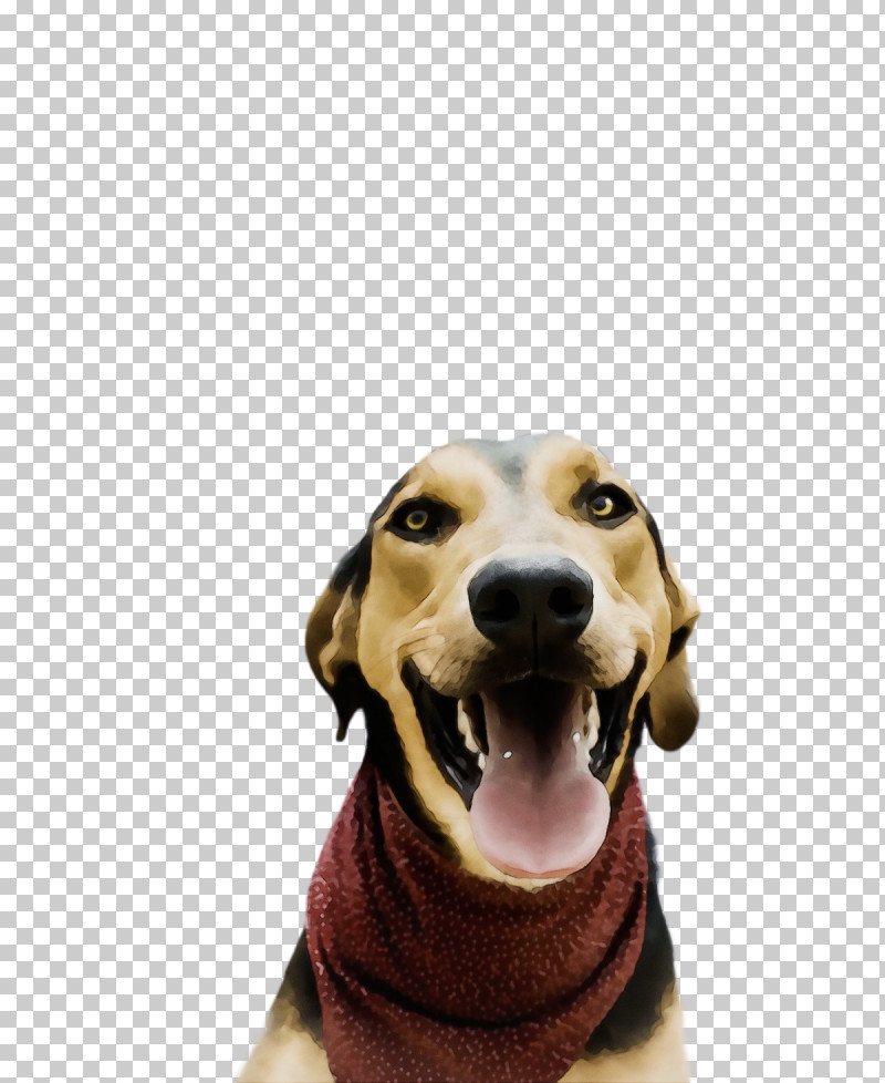 Treeing Walker Coonhound Snout Hound Black And Tan Coonhound Coonhound PNG, Clipart, Biology, Black And Tan Coonhound, Breed, Coonhound, Dog Free PNG Download