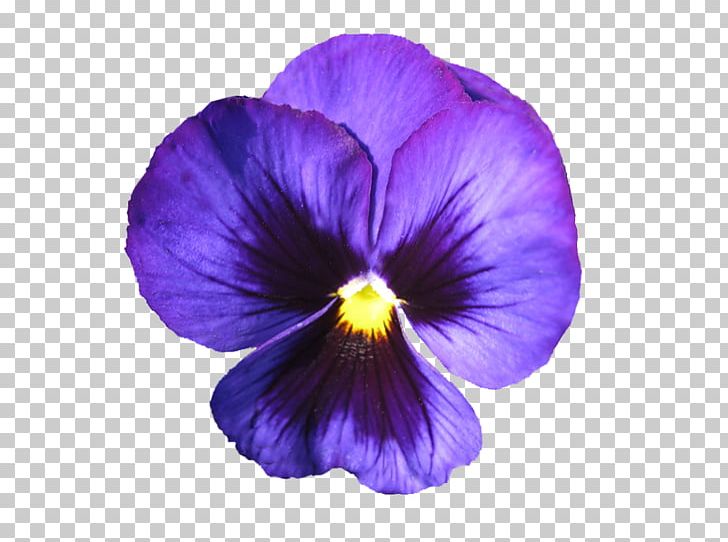 African Violet Pansy Purple Flower Sweet Violet PNG, Clipart, African