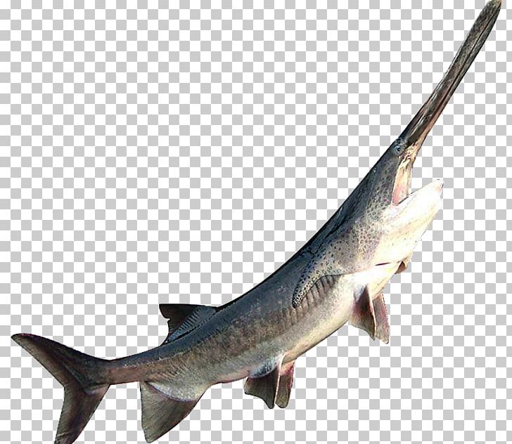 American Paddlefish Sturgeon Shark Seafood PNG, Clipart, Acipenseriformes, Angling, Animal, Animals, Aquarium Fish Free PNG Download