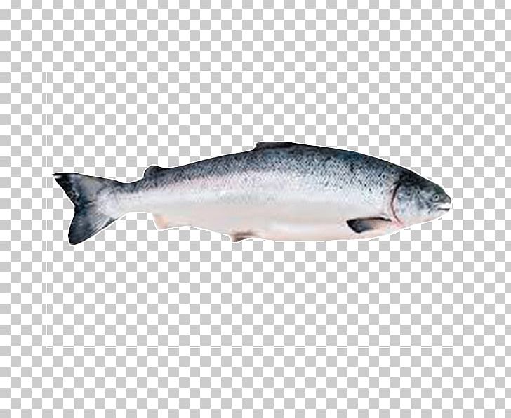 Chinook Salmon Fish Seafood PNG, Clipart, Animals, Barramundi, Bonito, Bony Fish, Capelin Free PNG Download