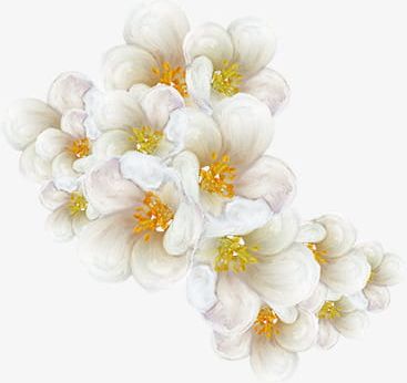White Flower PNG, Clipart, Flower Clipart, Flowers, Illustration, Watercolor, Watercolor Flowers Free PNG Download
