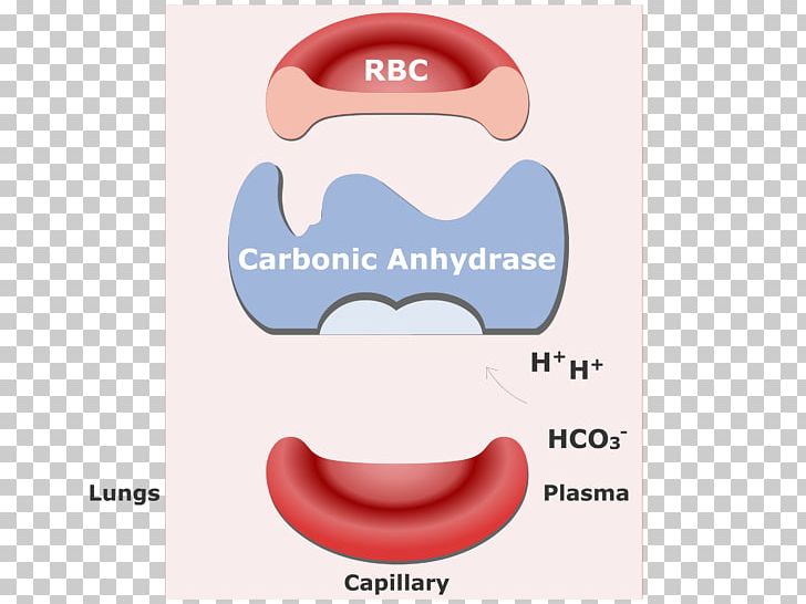 Bicarbonate Carbon Dioxide Red Blood Cell Hemoglobin PNG, Clipart, Bicarbonate, Blood, Blood Cell, Blood Cells, Carbon Free PNG Download
