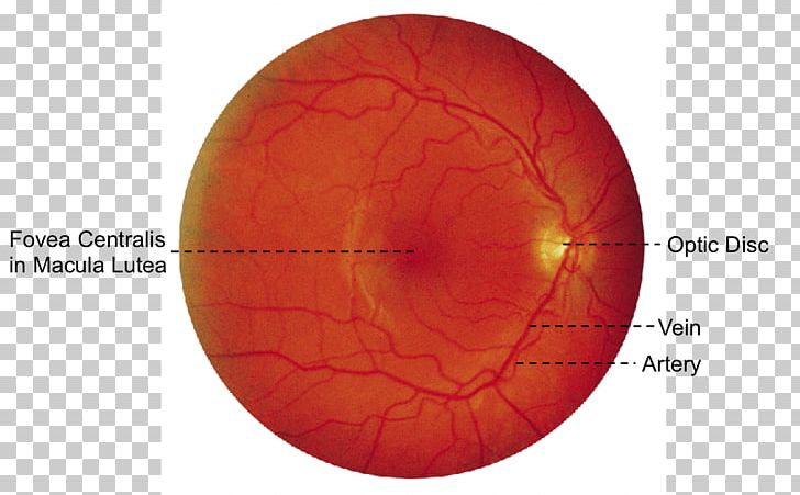 Eye Sphere Organism PNG, Clipart, Circle, Eye, Eye Anatomy, Organ, Organism Free PNG Download