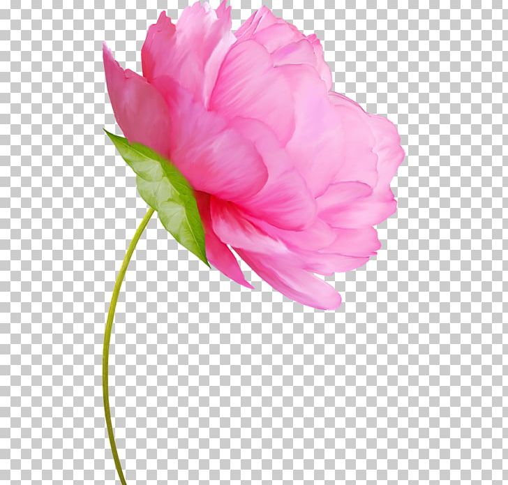 Flower Peony Watercolor Painting Floral Design PNG, Clipart, Art, Cut Flowers, Drawing, Floral Design, Flower Free PNG Download