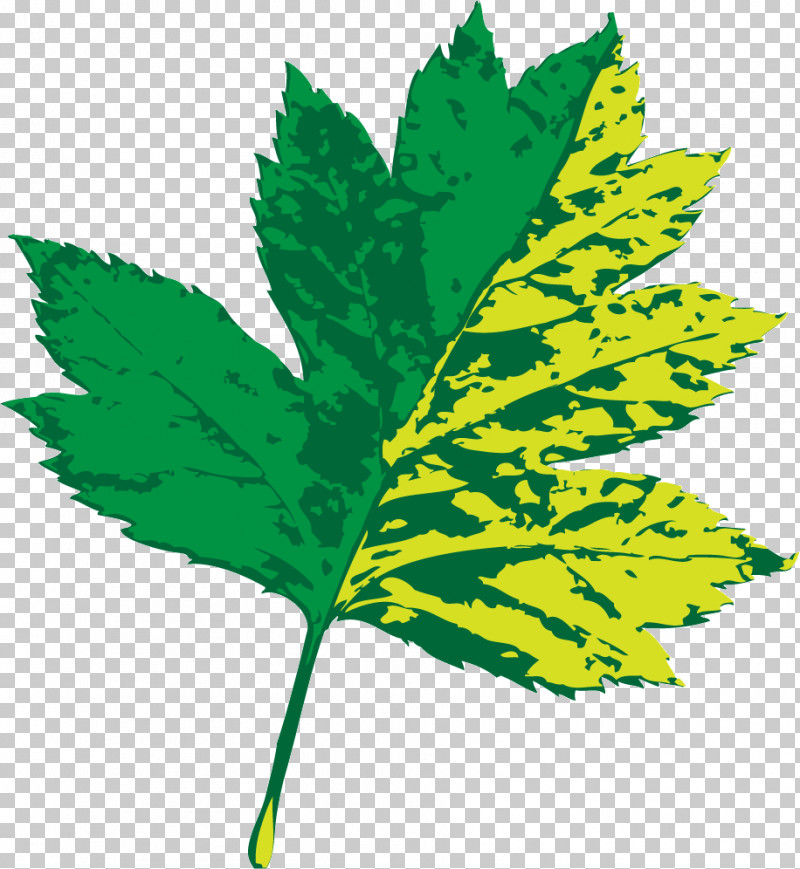 Leaf Plant Stem M-tree Line Tree PNG, Clipart, Biology, Leaf, Line, Mtree, Plants Free PNG Download