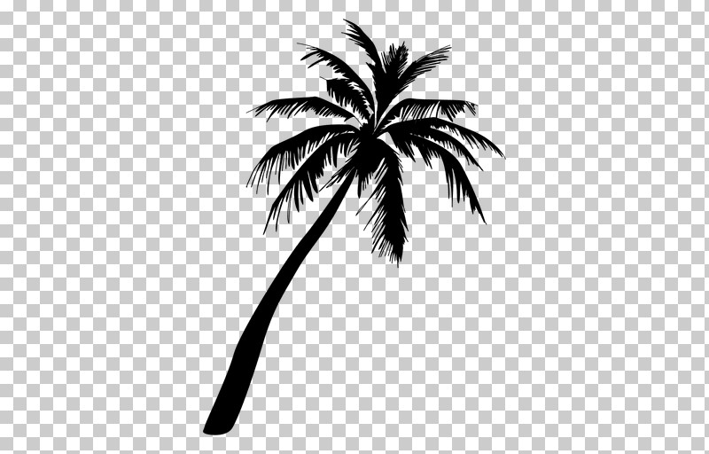 Palm Tree PNG, Clipart, Arecales, Attalea Speciosa, Black, Blackandwhite, Coconut Free PNG Download