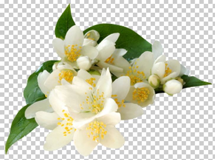Arabian Jasmine Flower PNG, Clipart, Arabian Jasmine, Blossom, Clip Art, Desktop Wallpaper, Extract Free PNG Download