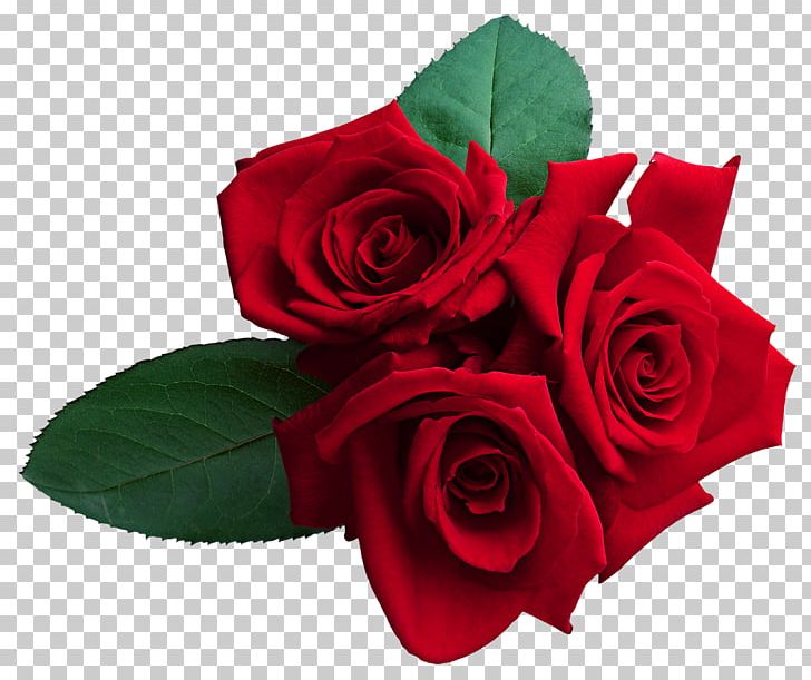 Garden Roses Red PNG, Clipart, Animation, Blue Rose, Clip Art, Color, Cut Flowers Free PNG Download