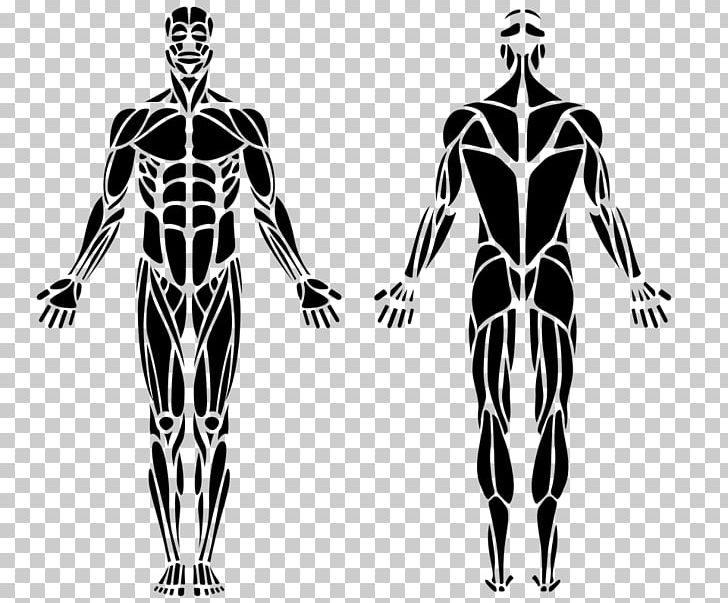 Gluteal Muscles Hip Hamstring Gluteus Maximus Muscle PNG, Clipart, Abdomen, Arm, Black And White, Fictional Character, Human Free PNG Download