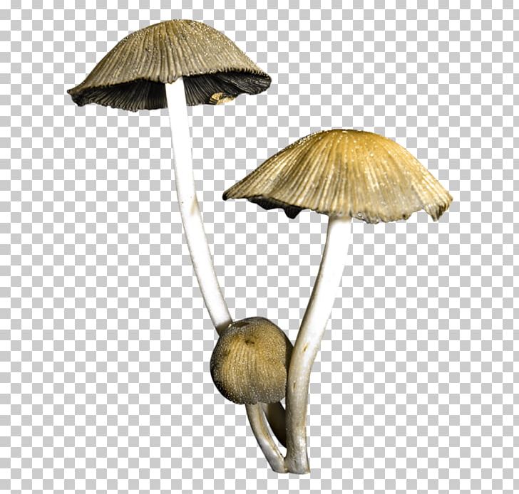 Mushroom Fungus PNG, Clipart, 1000000, Cartoon, Chemical Element, Cocktail Dress, Computer Icons Free PNG Download
