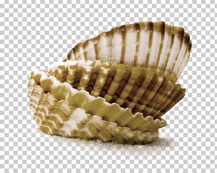 Seashell Photography PNG, Clipart, Animals, Clam, Clams Oysters Mussels And Scallops, Cockle, Conch Free PNG Download