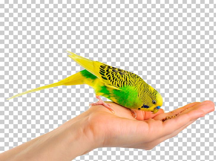 Budgerigar Bird Parrot Cockatiel Parakeet PNG, Clipart, Animals, Aviary, Beak, Bird, Bird Food Free PNG Download