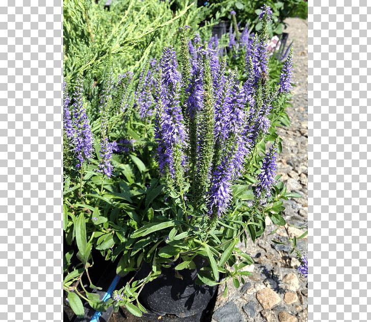 English Lavender French Lavender Common Sage Tarwi Hyssop PNG, Clipart, Annual Plant, Common Sage, English Lavender, Flower, French Lavender Free PNG Download