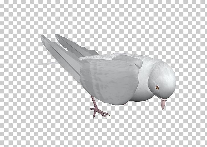 Rock Dove Bird PNG, Clipart, Adobe Flash Player, Angle, Animals, Animation, Beak Free PNG Download