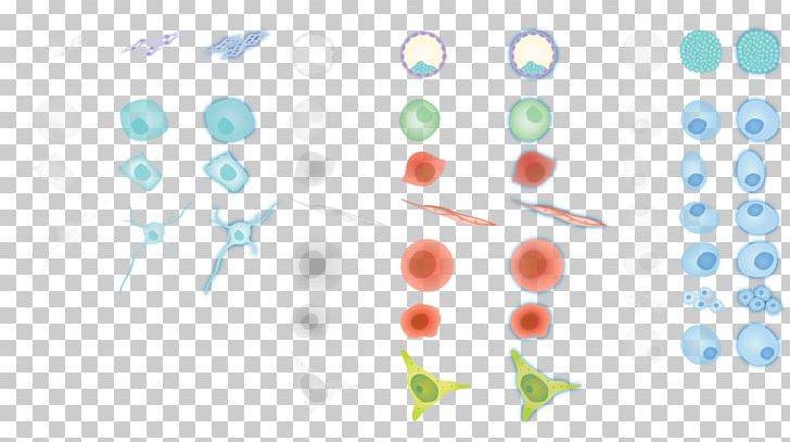 Cellular Differentiation Induced Pluripotent Stem Cell Pluripotency PNG, Clipart, Cell, Cellular Differentiation, Circle, Computer Wallpaper, Diagram Free PNG Download
