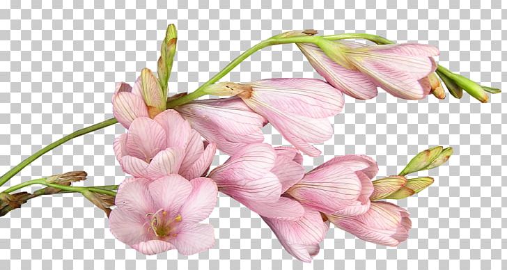 Cut Flowers Gift Patinha INN Christmas PNG, Clipart, Blossom, Branch, Bridal Shower, Bud, Cherry Blossom Free PNG Download
