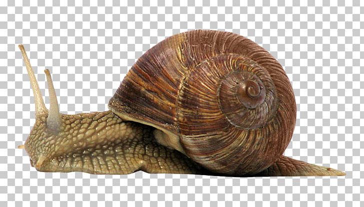Land Snail Gastropods Snail Slime PNG, Clipart, Animal, Animals, Cockle, Conchology, Escargot Free PNG Download