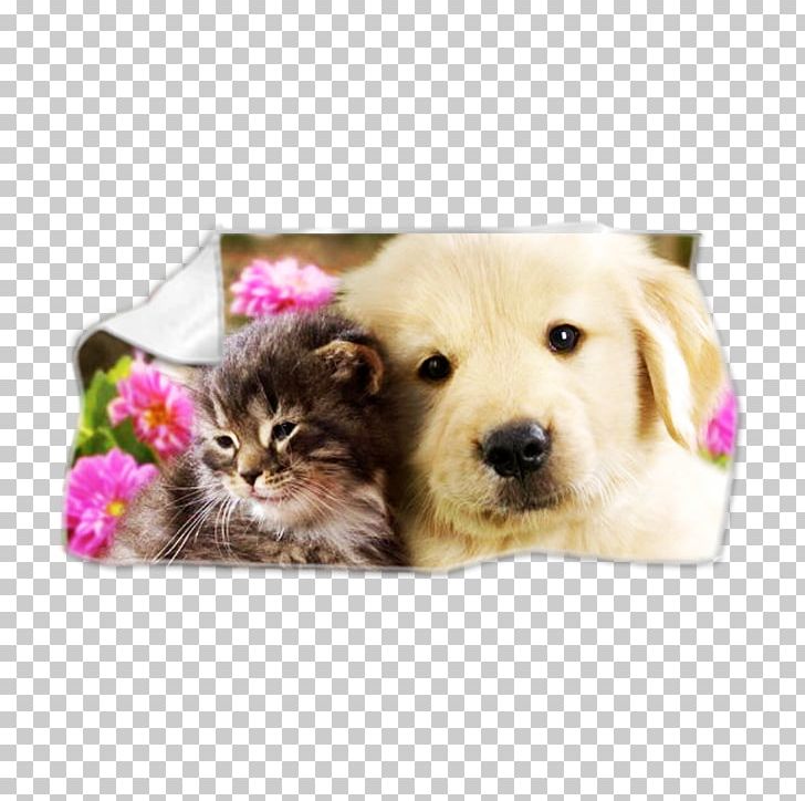 Puppy Cat Kitten Golden Retriever Pug PNG, Clipart, Animal, Animals, Bulldog, Carnivoran, Cat Free PNG Download