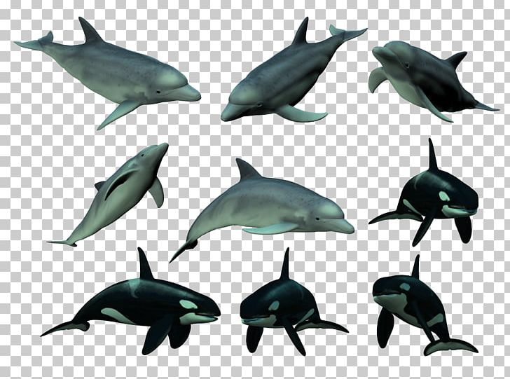 Short-beaked Common Dolphin Tucuxi Common Bottlenose Dolphin Cetacea PNG, Clipart, Animals, Cetacea, Common Bottlenose Dolphin, Common Dolphin, Dolphin Free PNG Download