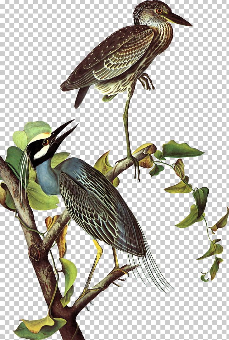 The Birds Of America Heron National Audubon Society New-York Historical Society PNG, Clipart, Animals, Art, Artist, Beak, Bird Free PNG Download