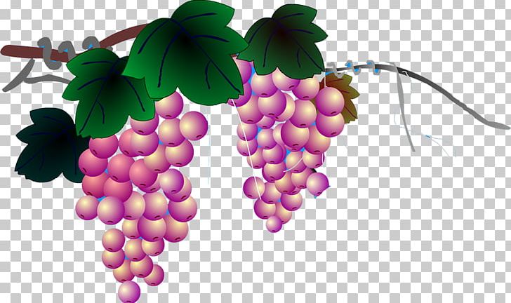 Grapevines Google S PNG, Clipart, Black Grapes, Download, Food, Fruit, Fruit Nut Free PNG Download