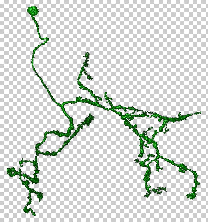 Line Point Leaf Green PNG, Clipart, Animal, Area, Art, Branch, Branching Free PNG Download
