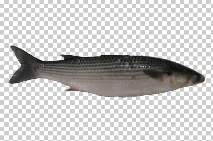 Milkfish Mullet Oily Fish Salmon PNG, Clipart, Animals, Barramundi, Bass, Bonito, Bony Fish Free PNG Download