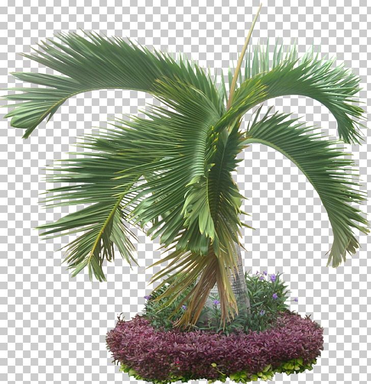 Arecaceae Hyophorbe Lagenicaulis Texture Mapping Plant PNG, Clipart, 3d Computer Graphics, Android, Arecaceae, Arecales, Areca Palm Free PNG Download