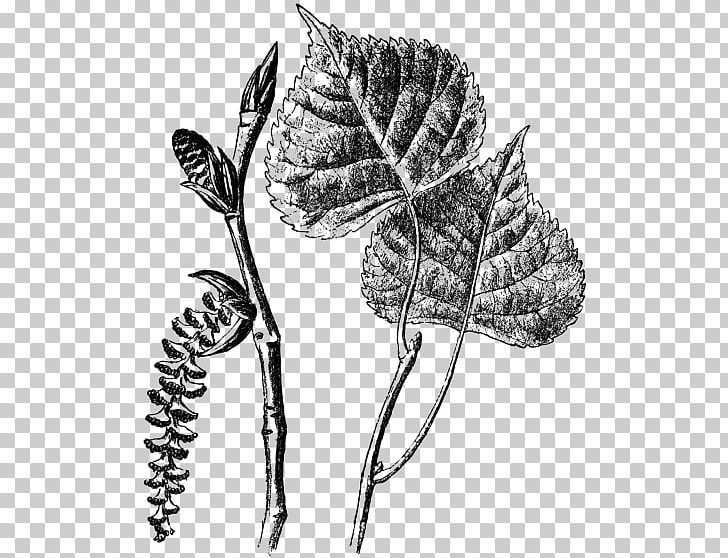 Branch Populus Nigra Tree Populus Sect. Aigeiros Plant PNG, Clipart, Art, Black And White, Branch, Catkin, Cottonwood Free PNG Download