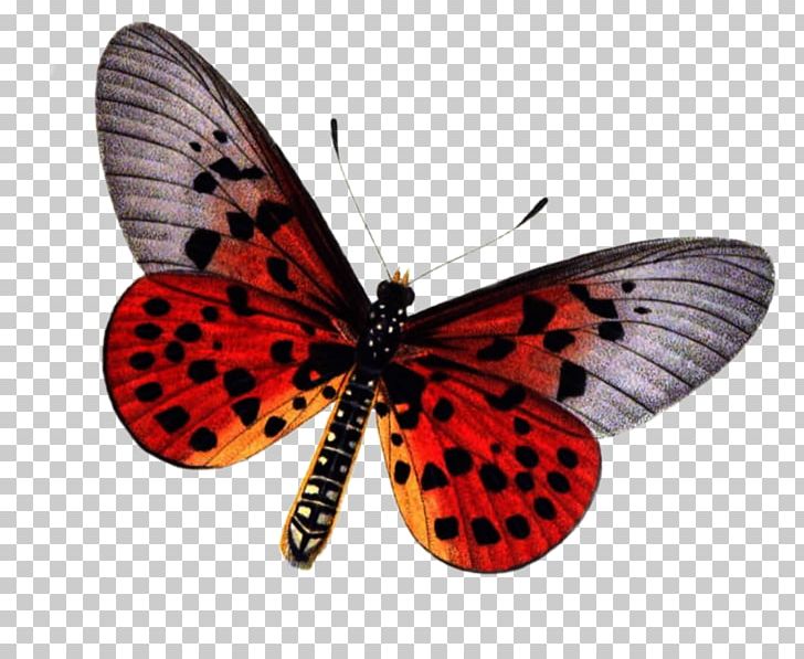 Butterfly Insect Stock Photography PNG, Clipart, Animal, Arthropod, Brush Footed Butterfly, Butterflies And Moths, Butterfly Free PNG Download