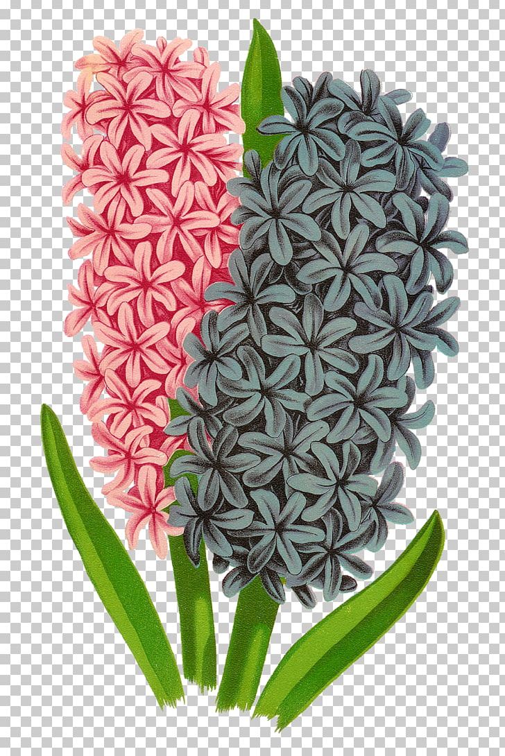 Flower Hyacinthus Orientalis Drawing PNG, Clipart, Download, Drawing, Flower, Flower Bouquet, Flowering Plant Free PNG Download