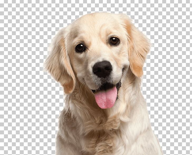 Golden Retriever Labrador Retriever Puppy PNG, Clipart, Animals, Boo, Breed, Carnivoran, Companion Dog Free PNG Download