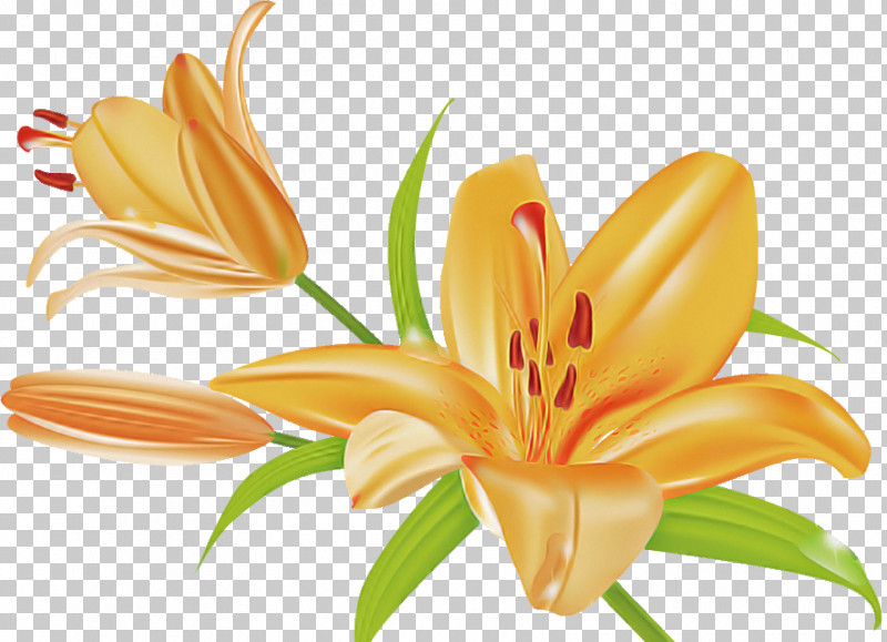 Lily Flower Floral PNG, Clipart, Arumlily, Calla Lily, Cut Flowers, Daylilies, Easter Lily Free PNG Download