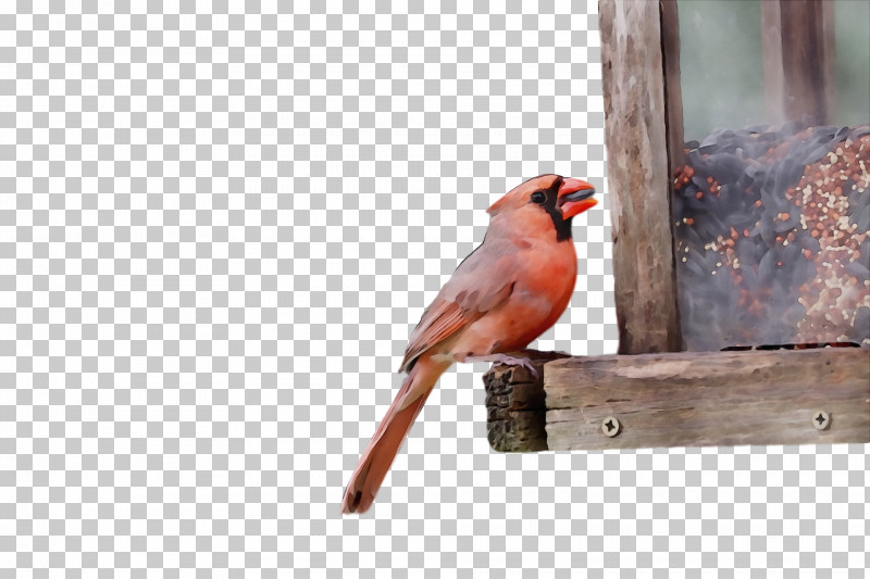 Finches Beak PNG, Clipart, Beak, Finches, Paint, Watercolor, Wet Ink Free PNG Download