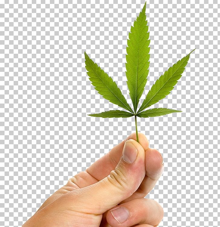 Cannabis Ruderalis Medical Cannabis Medicine Tetrahydrocannabinol PNG, Clipart, Alternative Medicine, Cannabidiol, Cannabis, Cannabis Cultivation, Cannabis Ruderalis Free PNG Download