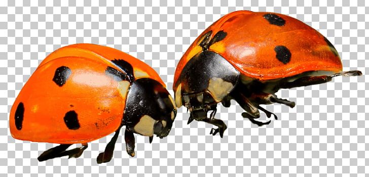 Ladybird Beetle Portable Network Graphics Transparency PNG, Clipart, Animal, Animals, Arthropod, Beetle, Download Free PNG Download