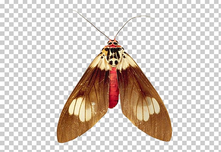 Portable Network Graphics Psd Adobe Photoshop PNG, Clipart, Arthropod, Beautiful Butterfly, Bombycidae, Brush Footed Butterfly, Butterflies And Moths Free PNG Download
