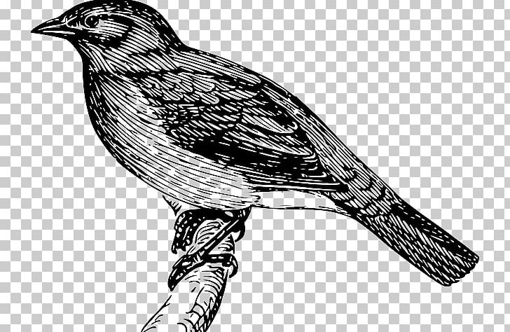 Bird Bulbul Graphics Open PNG, Clipart, Beak, Bird, Bird Of Prey, Black And White, Bulbul Free PNG Download