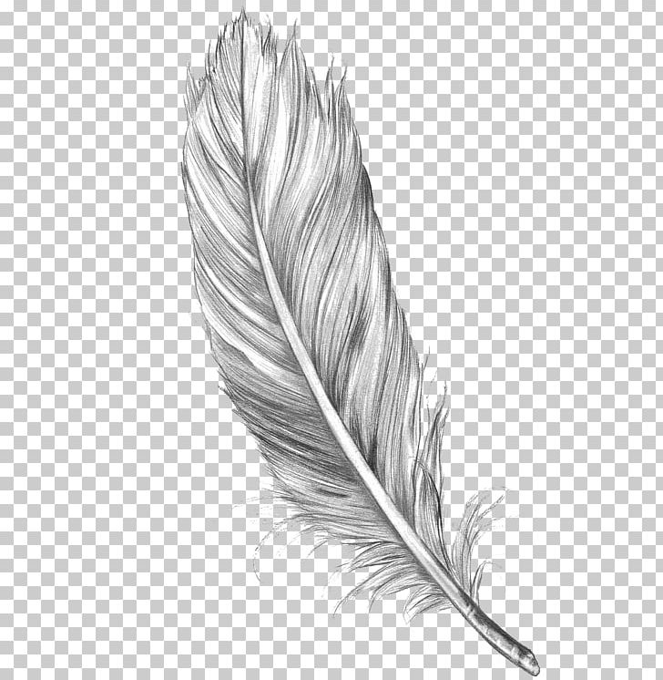 Bird Drawing Feather Art Sketch PNG, Clipart, Animals, Art, Bird, Black And White, Drawing Free PNG Download