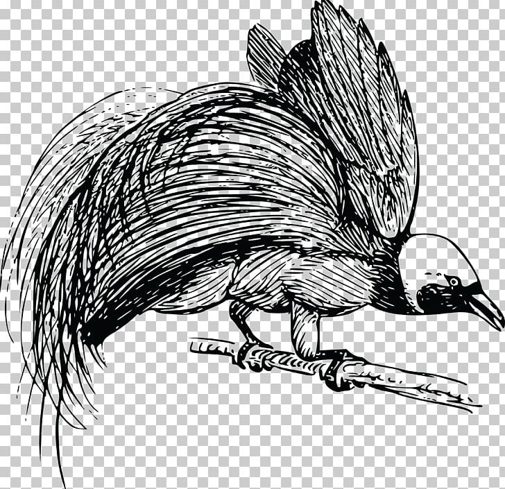 Bird-of-paradise Drawing Bird Of Prey PNG, Clipart, Animal, Animals, Beak, Bird, Bird Of Paradise Free PNG Download
