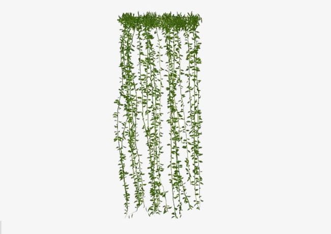 hanging ivy png